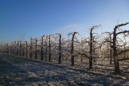 Lutte contre le gel par aspersion. CTIFL Lanxade 27-28/02/2018